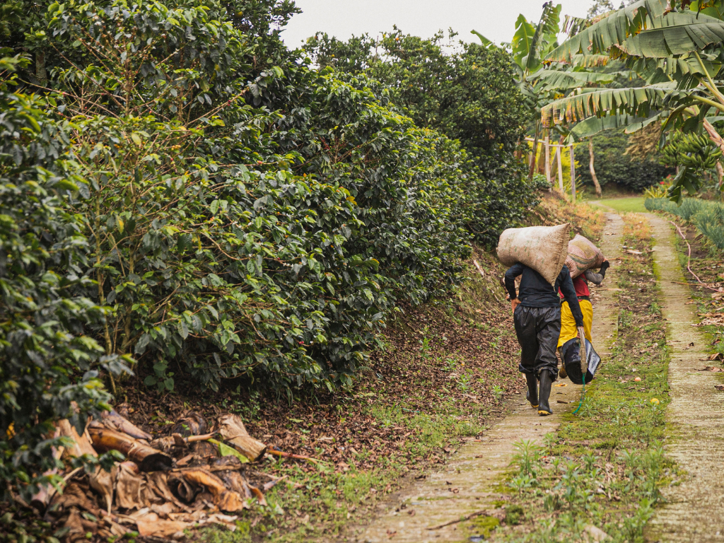 Mujeres campesinas, cultivan café especial